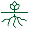 deep-root